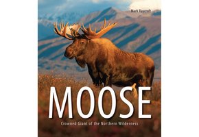 Moose: Crowned Giant of the Northern Wilderness