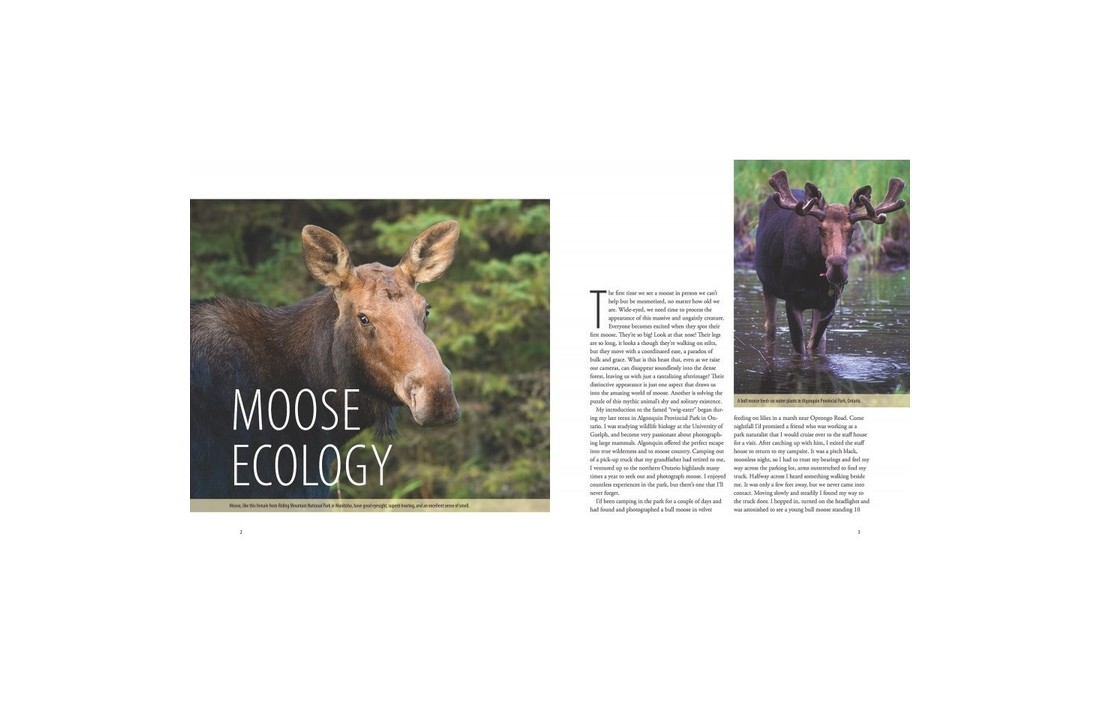 Moose: Crowned Giant of the Northern Wilderness