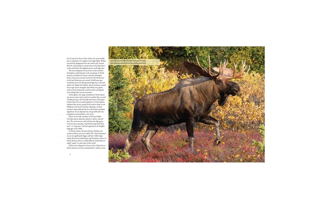 Moose: Crowned Giant of the Northern Wilderness