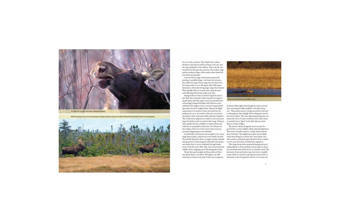 Moose: Crowned Giant of the Northern Wilderness