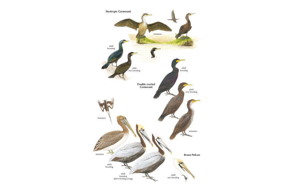 Birds of Aruba, Curaçao and Bonaire