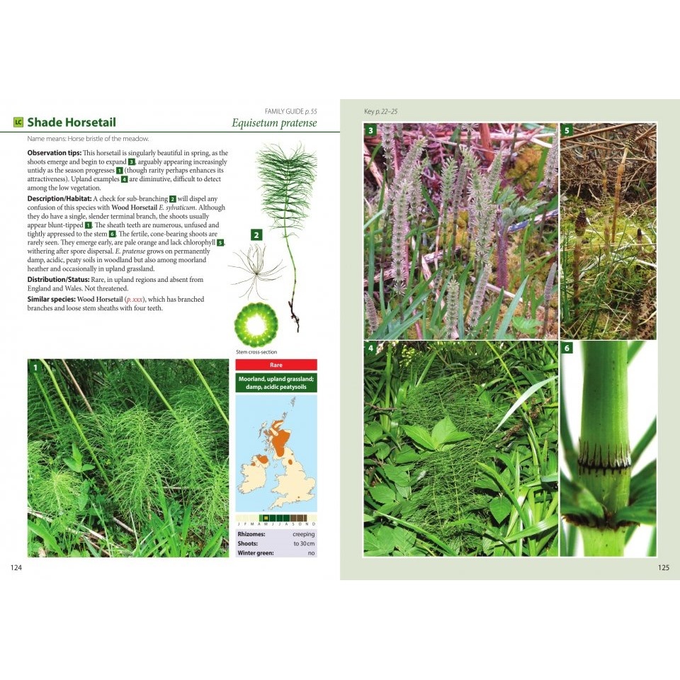 Britain's Ferns - A Field Guide to the Clubmosses, Quillworts, Horsetails and Ferns of Great Britain and Ireland
