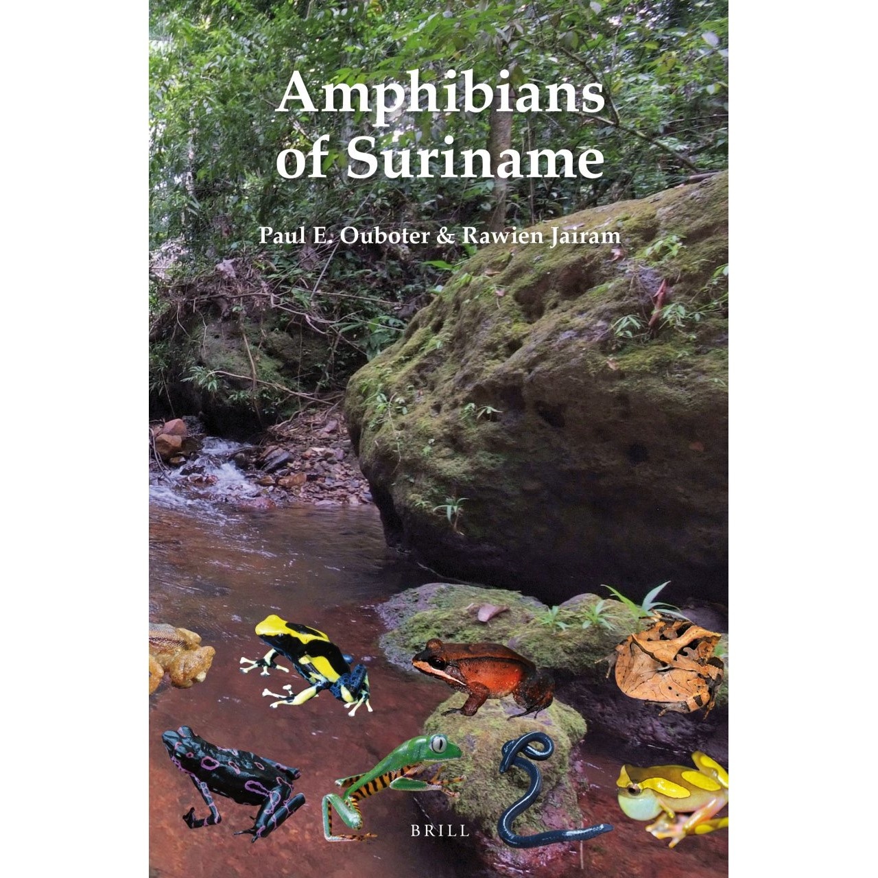 Amphibians of Suriname