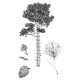 Pines - Drawings and Descriptions of the Genus Pinus