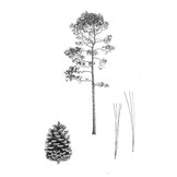 Pines - Drawings and Descriptions of the Genus Pinus