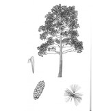 Pines - Drawings and Descriptions of the Genus Pinus