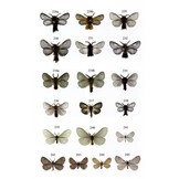 Microlepidoptera of Europe, Volume 8 - Psychidae