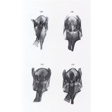 Microlepidoptera of Europe, Volume 8 - Psychidae