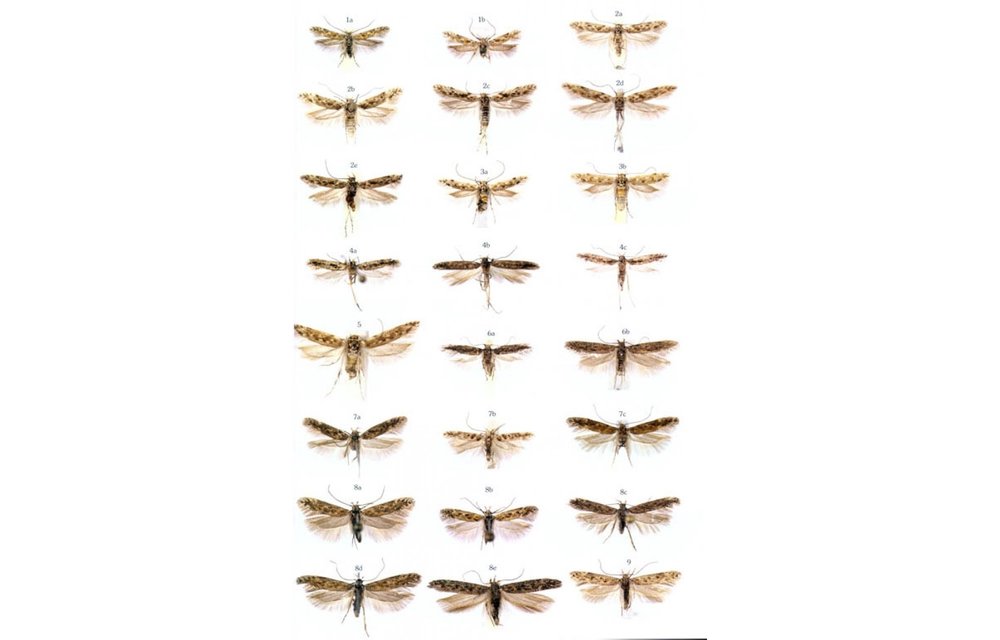 Microlepidoptera of Europe, Volume 6 - Gelechiidae II (Gelechiinae: Gnorimoschemini)