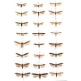 Microlepidoptera of Europe, Volume 6 - Gelechiidae II (Gelechiinae: Gnorimoschemini)