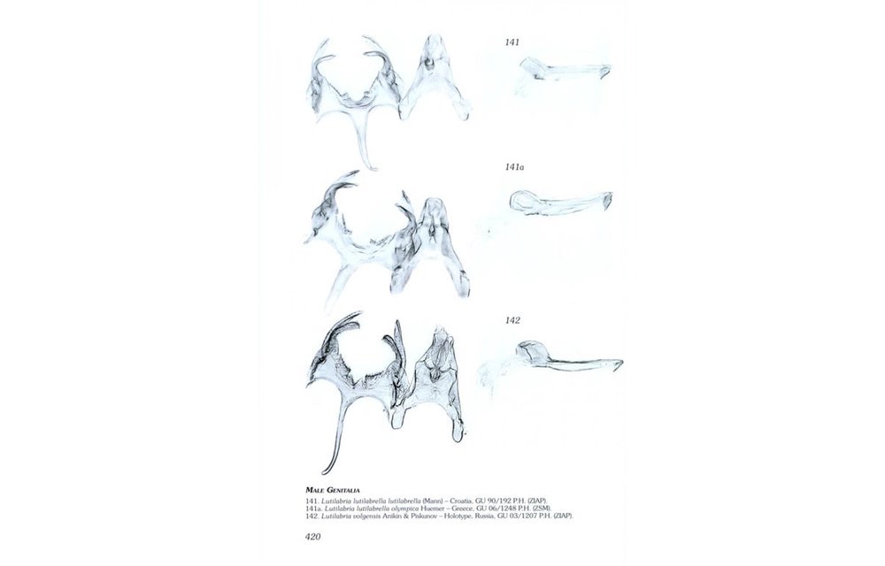 Microlepidoptera of Europe, Volume 6 - Gelechiidae II (Gelechiinae: Gnorimoschemini)