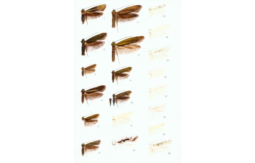 Microlepidoptera of Europe, Volume 2 - Scythrididae