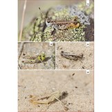 Veldgids Sprinkhanen en Krekels van Europa