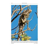 Amphibians and Reptiles of the St. Vincent and Grenada Banks, West Indies