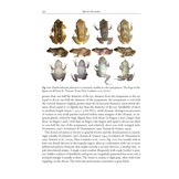 Amphibians and Reptiles of the St. Vincent and Grenada Banks, West Indies
