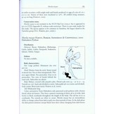 The Snakes of the Moluccas (Maluku), Indonesia - A Field Guide to the Land and Non-Marine Aquatic Snakes of the Moluccas with Identification Key