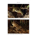 The Herpetofauna of Corfu and Adjacent Islands
