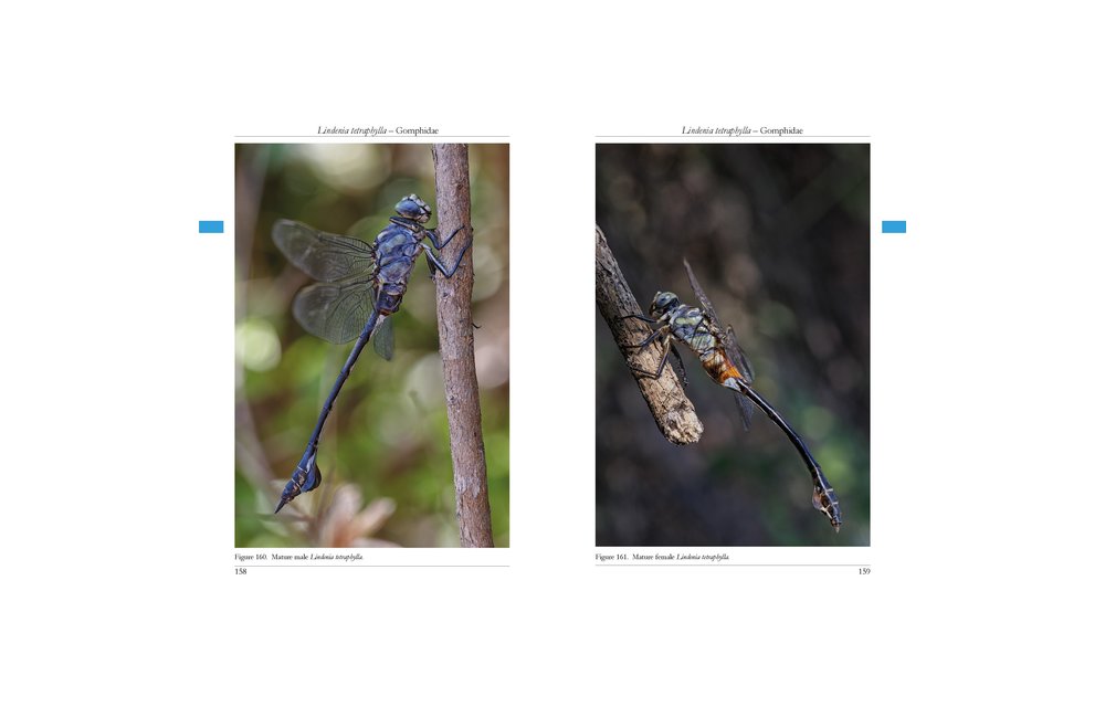 The Dragonflies of Corfu