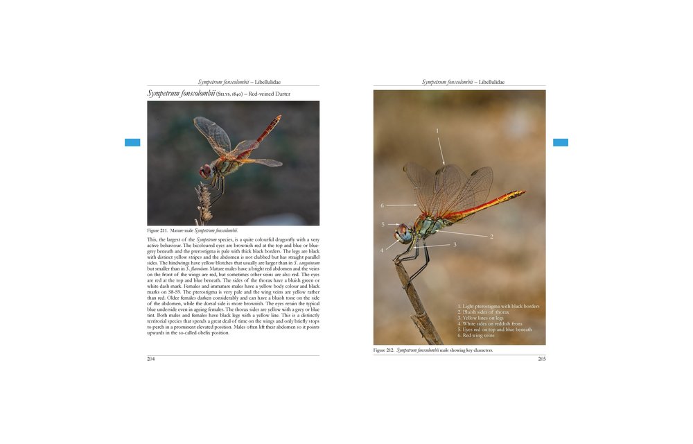 The Dragonflies of Corfu