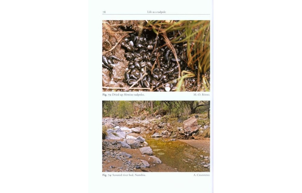Tadpoles of Africa - The Biology and Identification of all known Tadpoles in sub-Saharan Africa