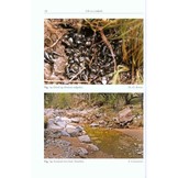 Tadpoles of Africa - The Biology and Identification of all known Tadpoles in sub-Saharan Africa