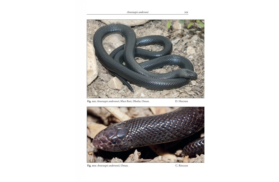 Venomous Terrestrial Snakes of the Middle East
