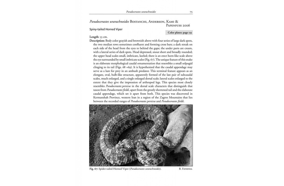 Venomous Terrestrial Snakes of the Middle East