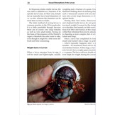 Professional Breeders Series Giant Beetles of the Genera Dynastes and Megasoma