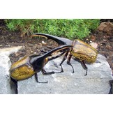 Professional Breeders Series Giant Beetles of the Genera Dynastes and Megasoma