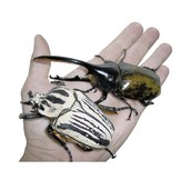 Professional Breeders Series Giant Beetles of the Genera Dynastes and Megasoma