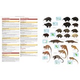 Illustrated Checklist of the Mammals of the World