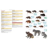 Illustrated Checklist of the Mammals of the World