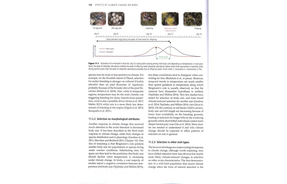 Effects of Climate Change on Birds