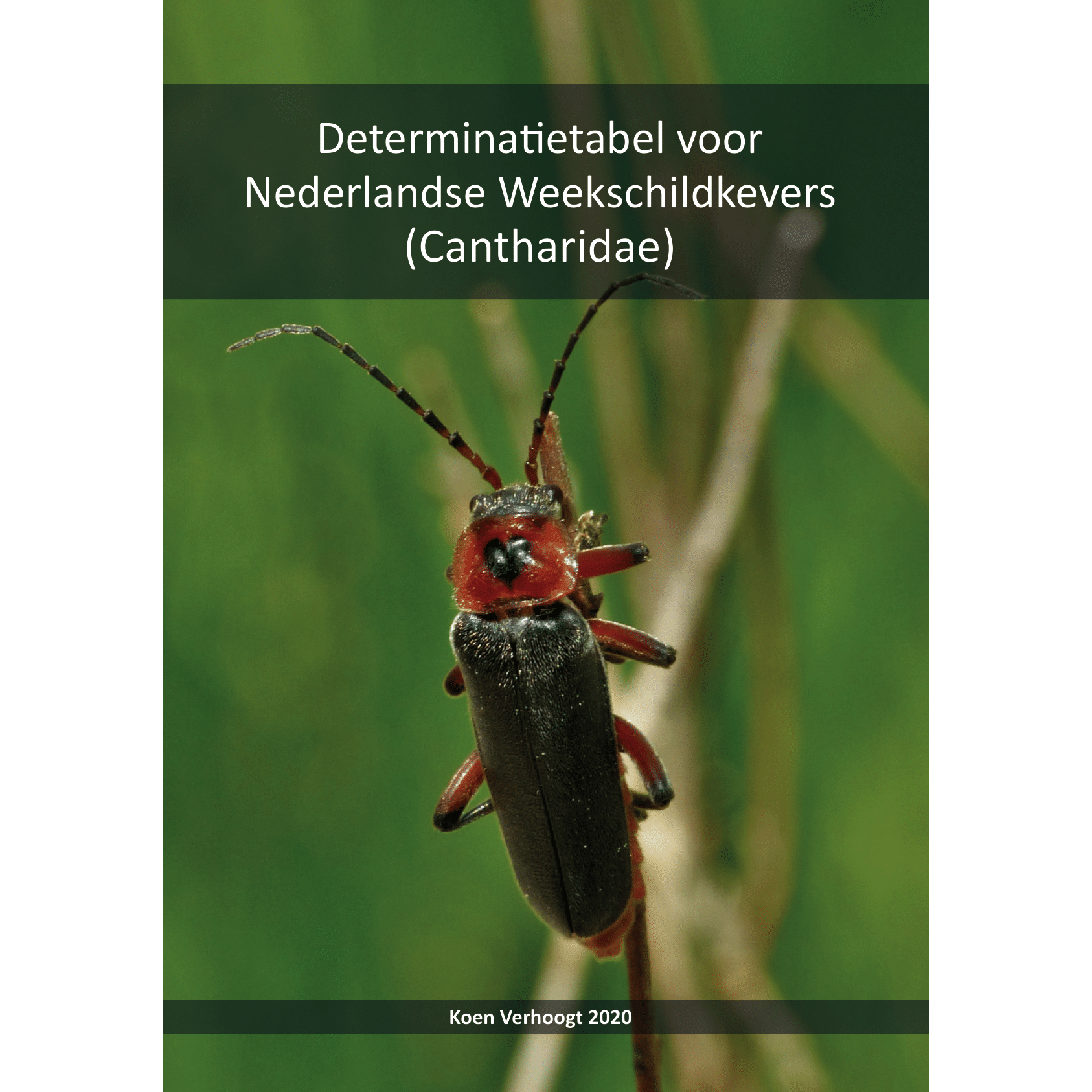 Determinatietabel voor Nederlandse Weekschildkevers (Cantharidae)