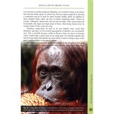 Orang-Utan: The Natural History of an Endangered Ape