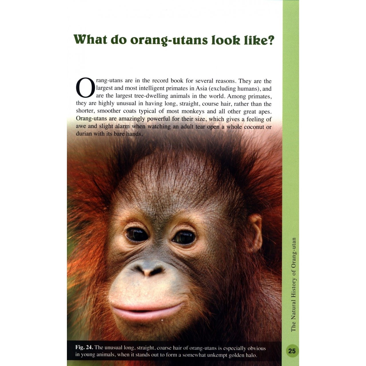 Orang-Utan: The Natural History of an Endangered Ape