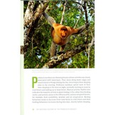 The Natural History of the Proboscis Monkey