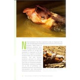 The Natural History of the Proboscis Monkey