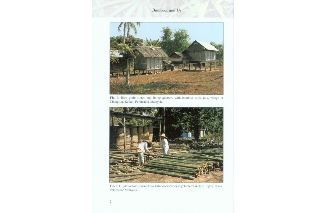 Bamboo: The Amazing Grass - A Guide to the Diversity and Study of Bamboos in Southeast Asia