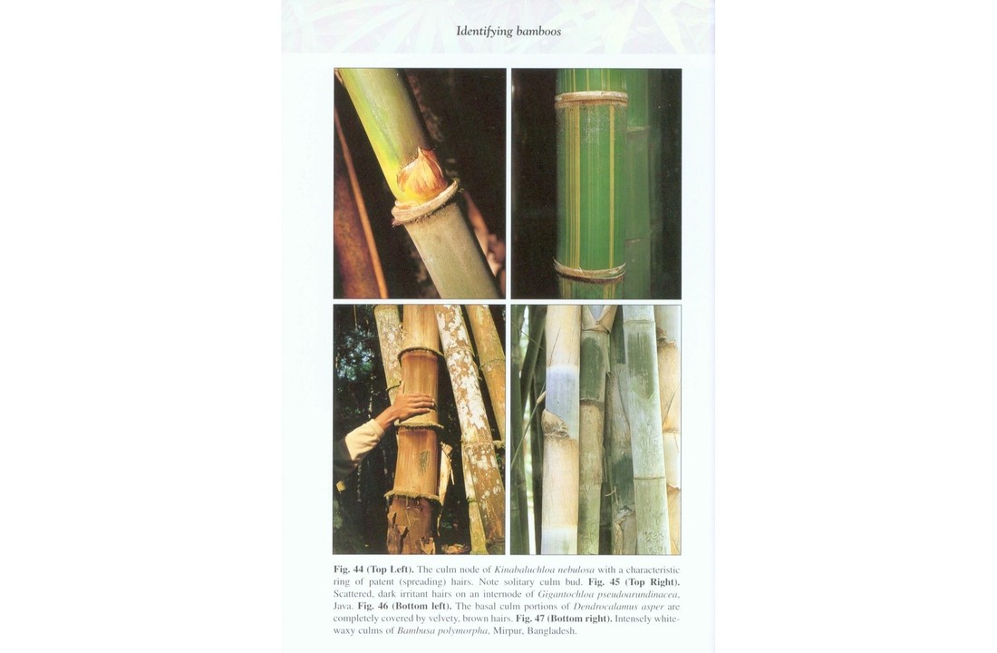 Bamboo: The Amazing Grass - A Guide to the Diversity and Study of Bamboos in Southeast Asia