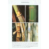Bamboo: The Amazing Grass - A Guide to the Diversity and Study of Bamboos in Southeast Asia