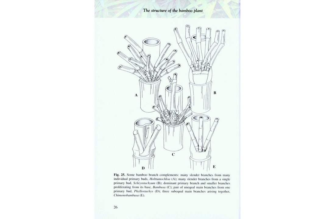 Bamboo: The Amazing Grass - A Guide to the Diversity and Study of Bamboos in Southeast Asia