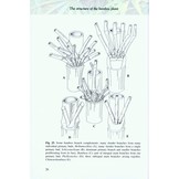 Bamboo: The Amazing Grass - A Guide to the Diversity and Study of Bamboos in Southeast Asia