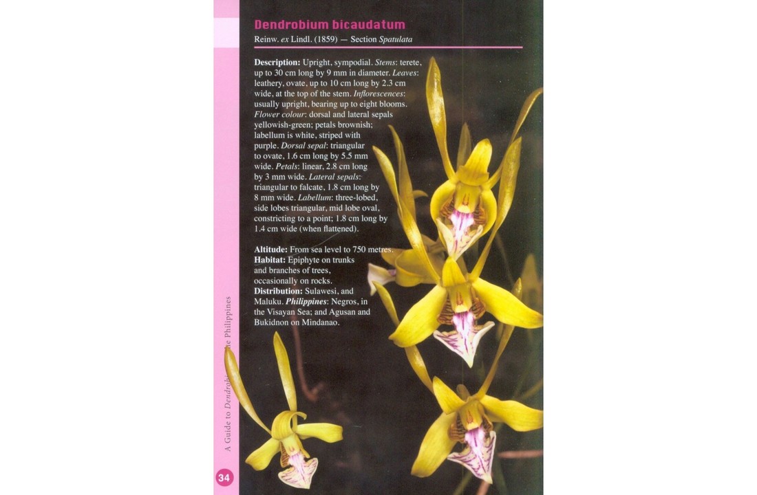 A Guide to Dendrobium of the Philippines