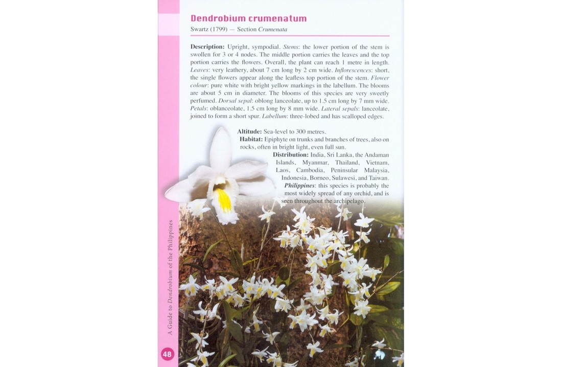 A Guide to Dendrobium of the Philippines