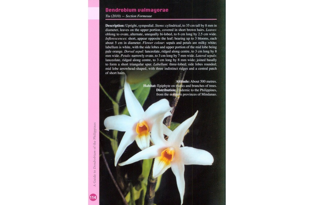 A Guide to Dendrobium of the Philippines