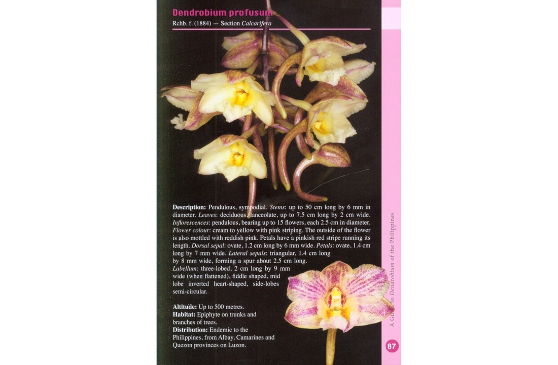 A Guide to Dendrobium of the Philippines