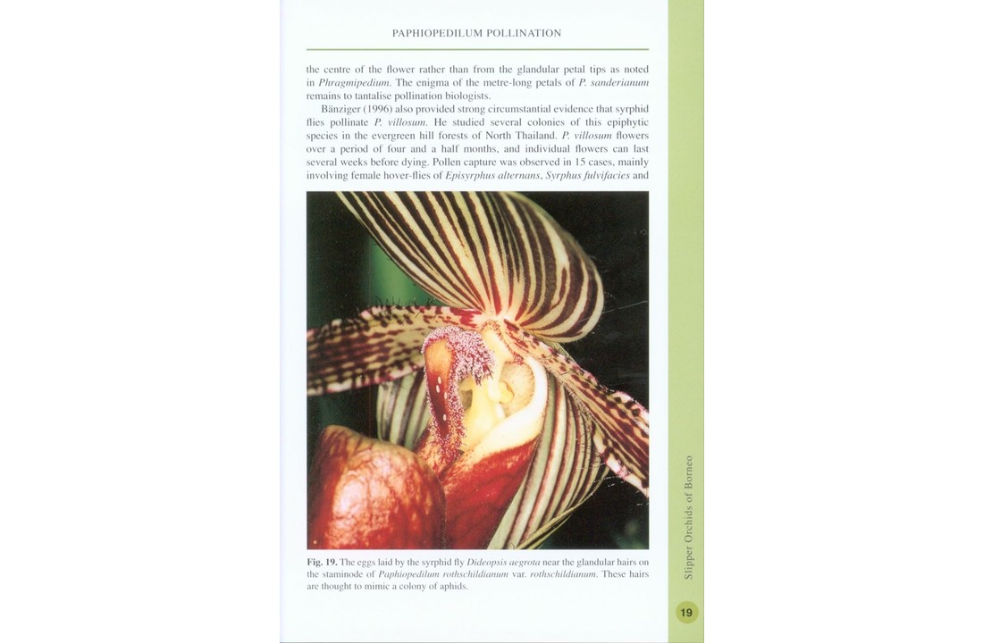 Slipper Orchids of Borneo