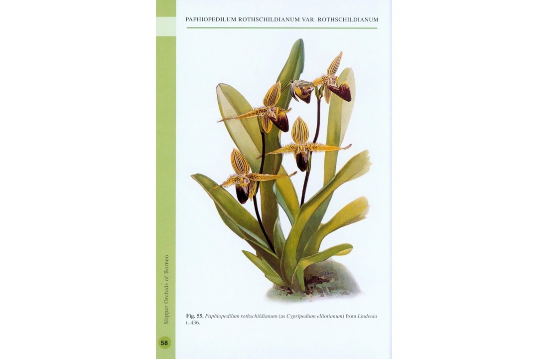 Slipper Orchids of Borneo