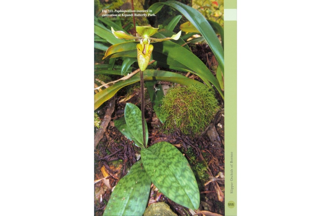 Slipper Orchids of Borneo